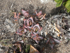 Aloe perfoliata