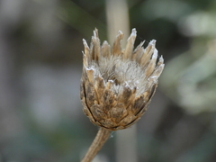 Cheirolophus intybaceus