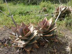 Aloe perfoliata