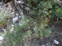 Cheirolophus intybaceus