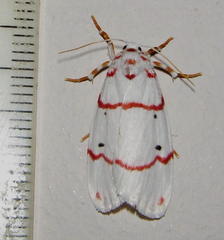 Cyana pretoriae