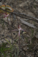 Caladenia polychroma