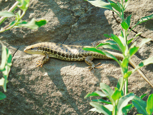 Golden Grass Mabuya, Heremites auratus
