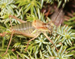 Ephippiger diurnus cunii