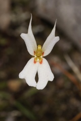 Stylidium emarginatum