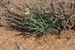 Bulbine triebneri