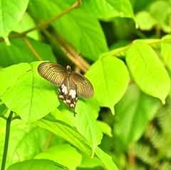 Pachliopta aristolochiae