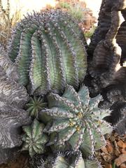Euphorbia polygona