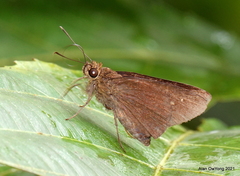 Caltoris malaya