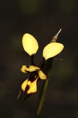 Diuris laxiflora