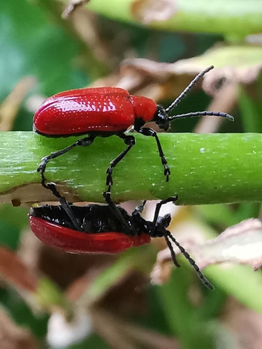Lily leaf beetle