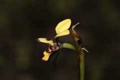 Diuris laxiflora