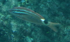 Parupeneus rubescens