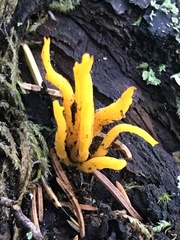 Calocera viscosa