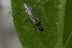 Dicyphus errans