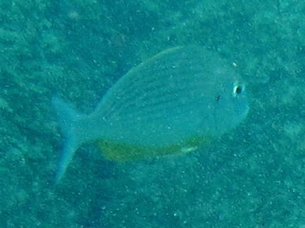 Rhabdosargus thorpei