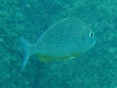 Rhabdosargus thorpei