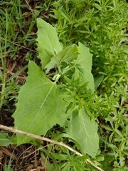 Magnoliopsida