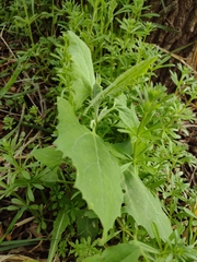 Magnoliopsida