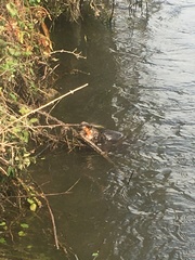 Myocastor coypus coypus