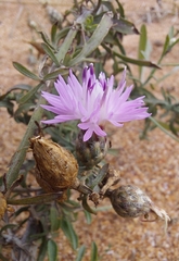 Centaurea odessana