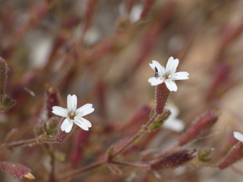 Image of Silene sedoides by (c) Yves Bas, some rights reserved (CC BY)