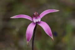 Caladenia hirta rosea