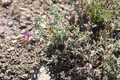 Lotononis sericophylla