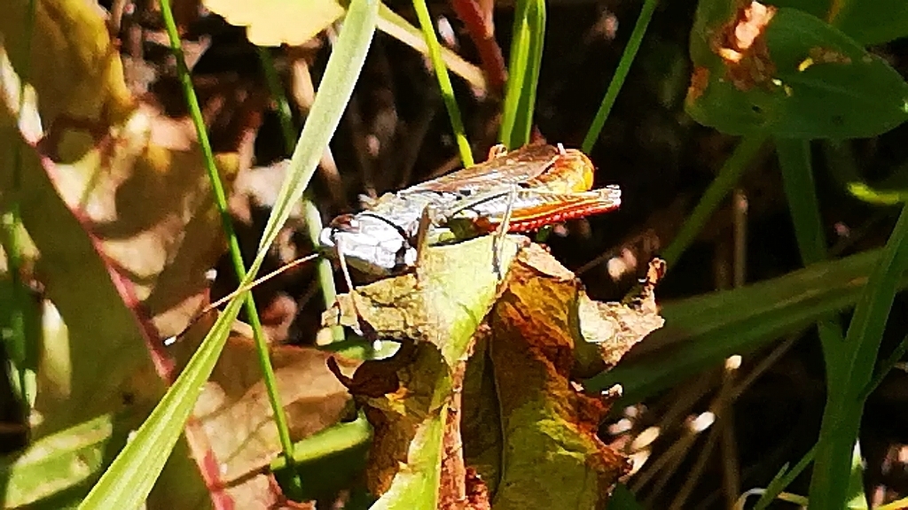 Rufous Grasshopper