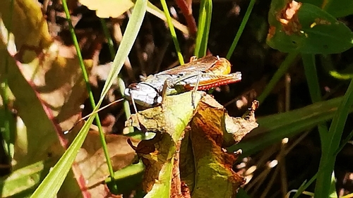 Rufous Grasshopper, Amering, Österreich, photo 7 of 10