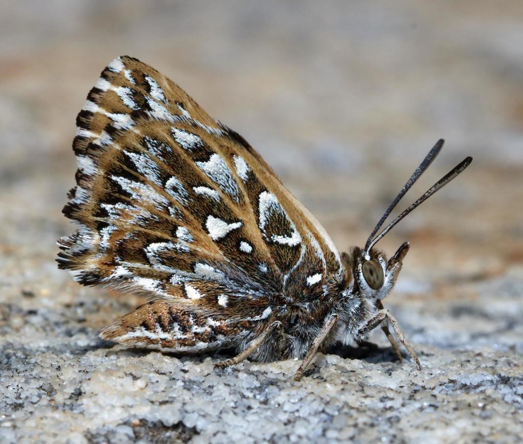 Lion's Head Copper