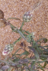 Centaurea odessana