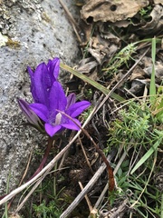Campanula glomerata glomerata