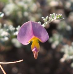 Lotononis sericophylla