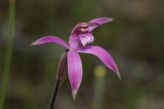Caladenia hirta rosea