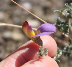 Lotononis sericophylla