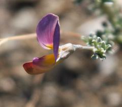 Lotononis sericophylla