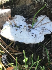 Fungi