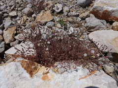 Silene sedoides