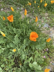Eschscholzia californica
