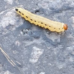 Diprion pini