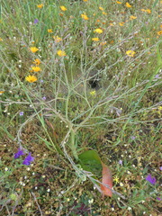 Trachyandra muricata