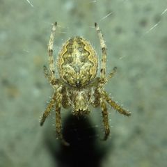 Araneidae