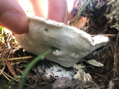Fungi