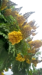 Cenostigma pluviosum