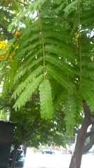Cenostigma pluviosum