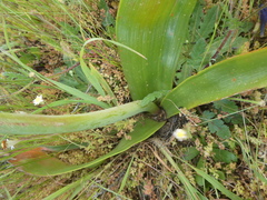 Trachyandra muricata