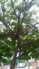 Cenostigma pluviosum