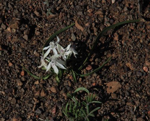 Lapeirousia plicata