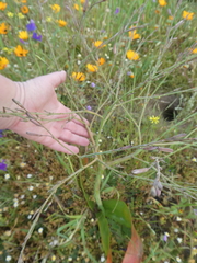 Trachyandra muricata